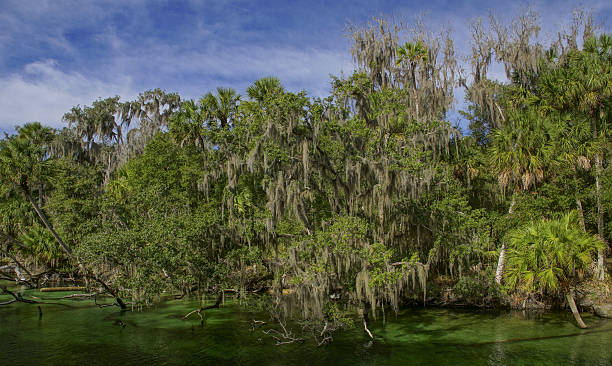 istock Blue Spring State Park near Orlando Florida 637174428