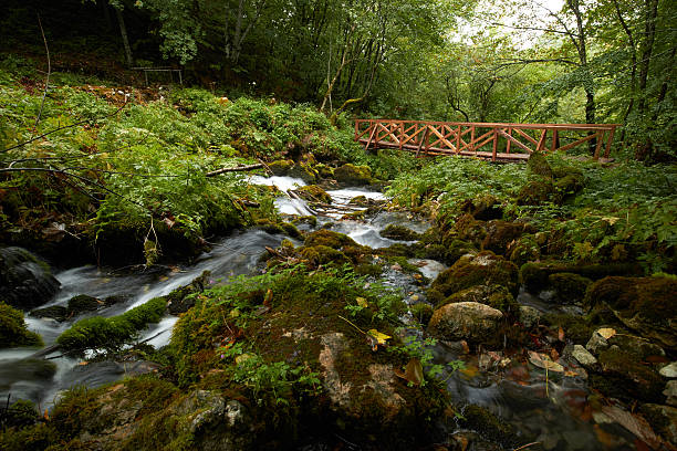 istock fast flowing rivers in the forests of Montenegro 637174884
