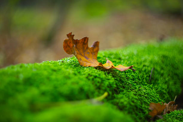 istock closeup dry autumn leaf lie on a moss 637176670