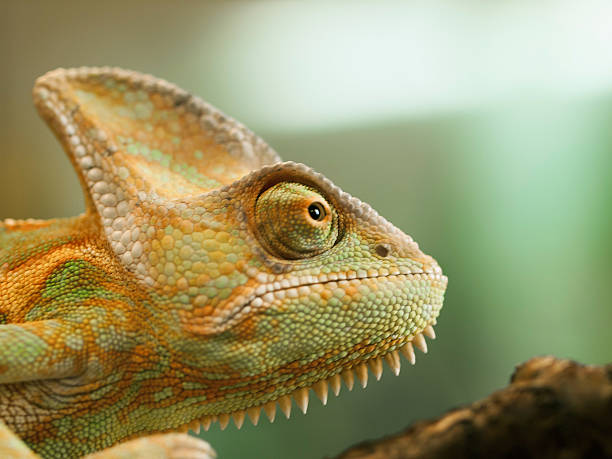 Portrait Of Cone Head Chameleon Chameleo Calyptratus Stock Photo - Download  Image Now - iStock