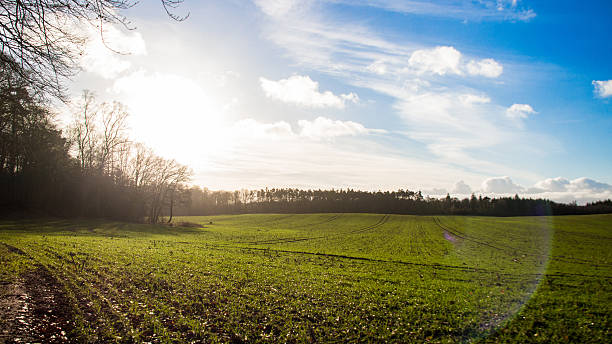 istock Beautiful rural landscape in the evening sun with blue sky 637177466