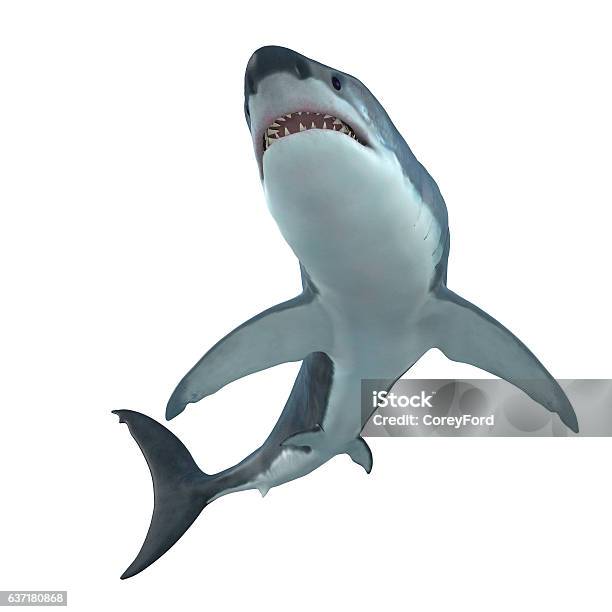 Great White Shark Cruising Stock Photo - Download Image Now - Shark, Great White Shark, Sea Life