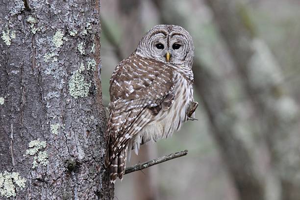 Photo of Perching Barred Owl