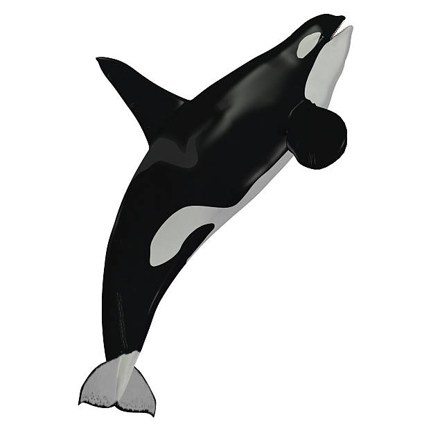 Killer Whale Male The Killer Whale also known as Orca is one of the largest predators of the oceans and is very intelligent. orca underwater stock pictures, royalty-free photos & images