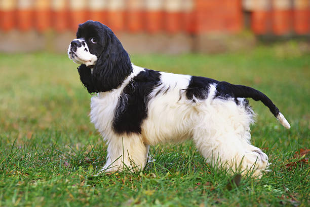 perro cocker spaniel americano blanco y negro al aire libre - cocker spaniel fotografías e imágenes de stock