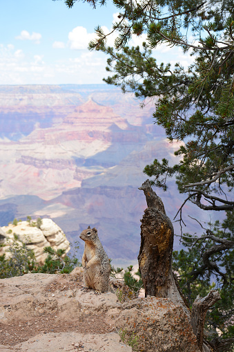 American squirrel  resting on the rock under the tree. Canyon in the background. Grand Canyon National  Park, South Rim, Arizona, United States.
