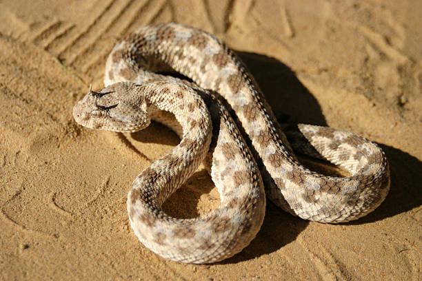 istock African saharan horned viper in the sand 637183102