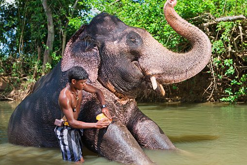 A mahout encouraging an Asian Elephant to shower herself using water sprayed from her trunk in a deep pond at the edge of Kaziranga National Park, Assam, India. She is a retired logging elephan called Laxmi Poorani..