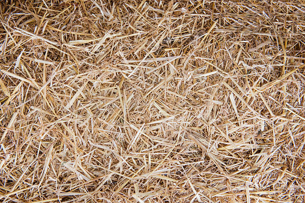 istock Background texture of straw closeup. Natural texture 637183314