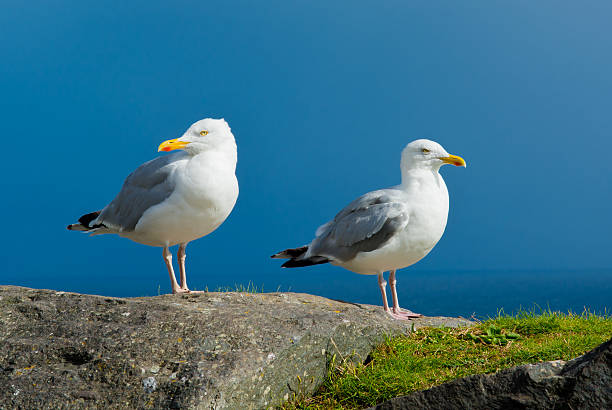 istock White Seagulls With Yellow Beak 637183806
