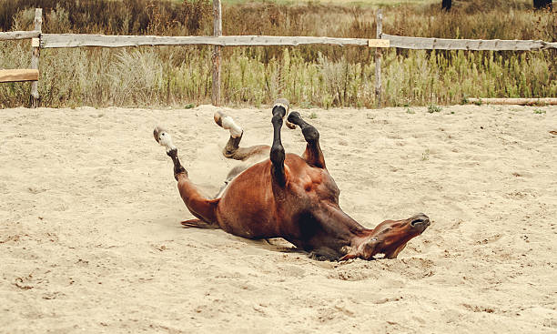 istock Bay horse lying in the sand and dust 637184806