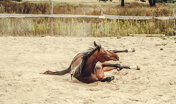 istock Bay horse lying in the sand and dust 637184826