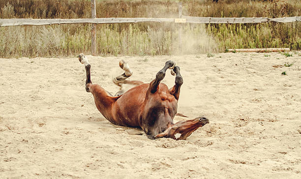 istock Bay horse lying in the sand and dust 637184850