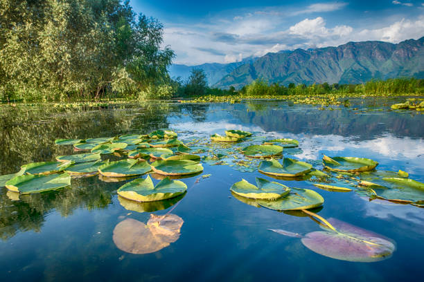 istock Waterplants on Dal Lake, Srinagar, Kashmir, India 637185350