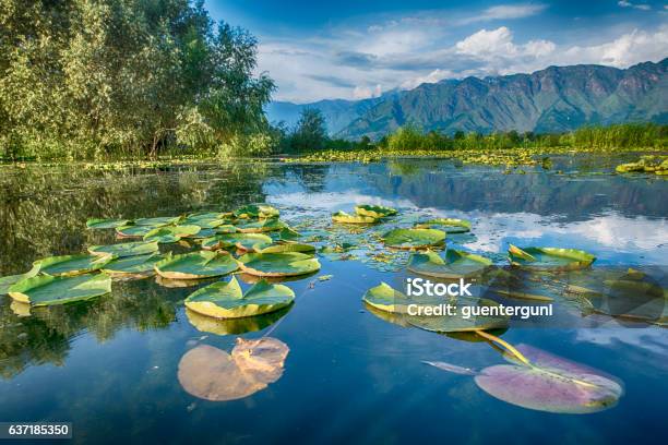 Waterplants On Dal Lake Srinagar Kashmir India Stock Photo - Download Image Now - Jammu and Kashmir, Asia, Color Image