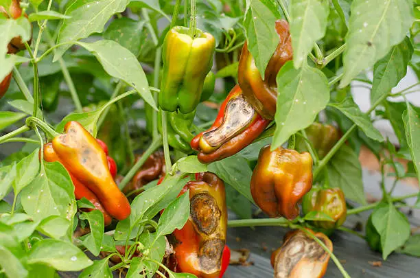 sweet pepper disease viral and biological pests and physiological disorders