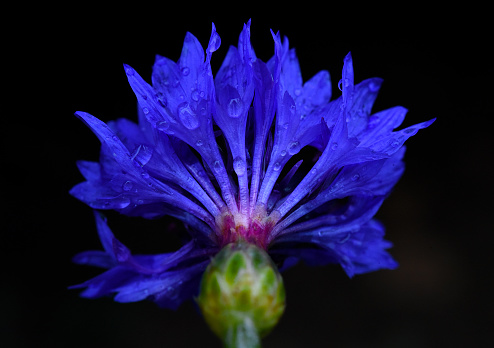 A blue corn flower shot from underneath with a few drop of water in the petals.