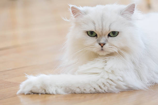 White Persian cats Lovely White Persian cats on the floor persian cat stock pictures, royalty-free photos & images