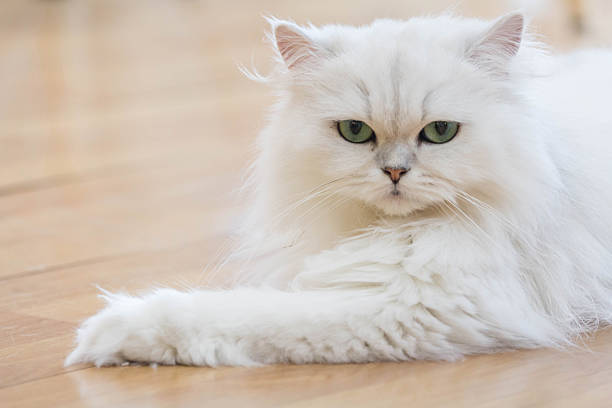 White Persian cats Lovely White Persian cats on the floor white persian cat stock pictures, royalty-free photos & images