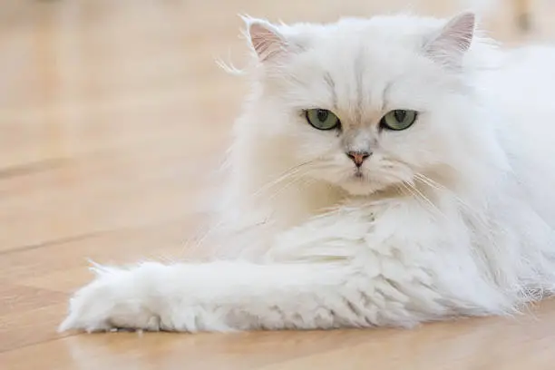 Lovely White Persian cats on the floor