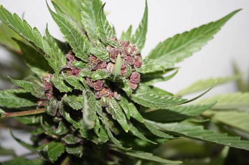 Closeup of marijuana plant.