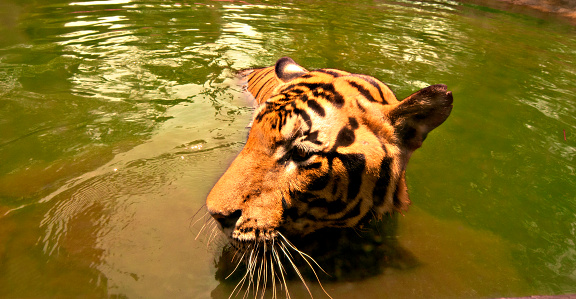 Siberian tiger walking down to its pound to drink some water on a sunny day