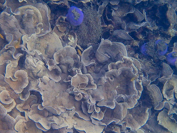 istock Beautiful colorful coral reef 637191764