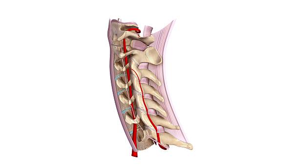 Cervical spine with ligament and arteries lateral view stock photo