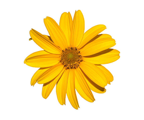 istock Yellow flower isolated on white, calendula. 637191970