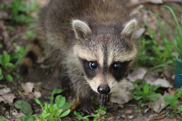 istock Baby Raccoon 637194348