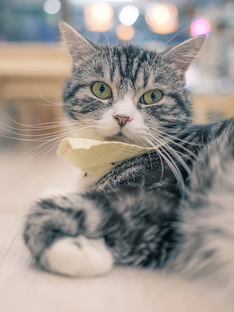 istock Cute cat close-up in the night with light bokeh, Bangkok 637194426