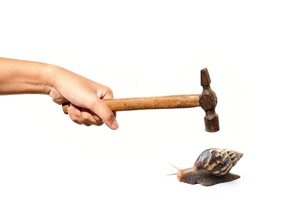 istock Human hand holding hammer to smash snail on white background 637194830