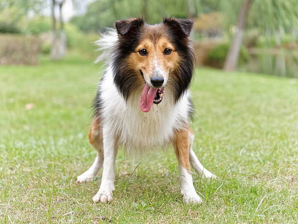 istock Dog, Shetland sheepdog, collie 637195974