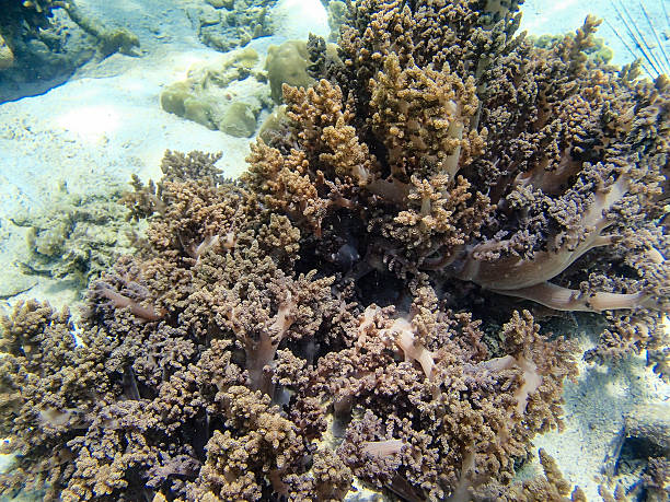 istock Beautiful colorful coral reef 637196428