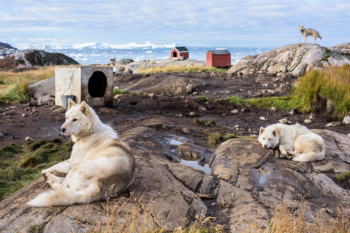 Greenland dogs at Ilulissat.