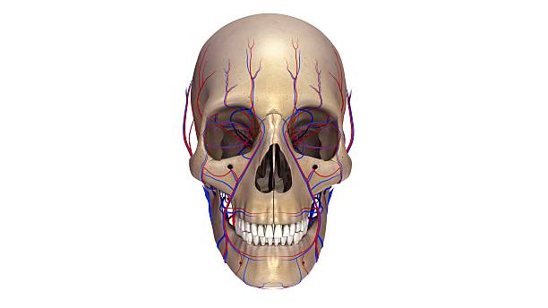 Skull: Cranium and Facial Bones. The skull consists of 8 cranial bones and 14 facial bones. The bones are listed in Table , but note that only six types of cranial bones and eight types of facial bones are listed because some of the bones (as indicated in the table) exist as pairs.