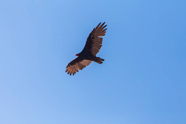 istock Turkey Vulture (cathartis aura) Eating Carrion 637197740