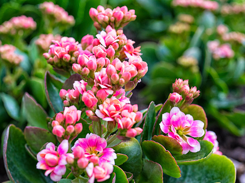 Kalanchoe (Kalanchoe Blossfeldiana), also written Kalanchöe or Kalanchoë, is a genus of about 125 species of tropical, succulent flowering plants in the family Crassulaceae, mainly native to the Old World. Only one species of this genus originates from the Americas, 56 from southern & eastern Africa and 60 species in Madagascar. It is also found in south-eastern Asia and China. Most are shrubs or perennial herbaceous plants, but a few are annual or biennial. The largest, Kalanchoe beharensis from Madagascar, can reach 6 m (20 ft) tall, but most species are less than 1 m (3 ft) tall.