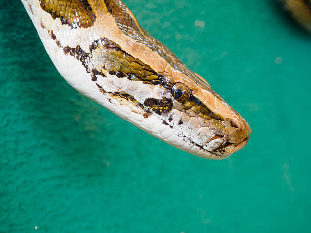Asia Rock Python 220+ Asian Rock Python Foto Foto Stok, Potret, & Gambar Bebas Royalti ...