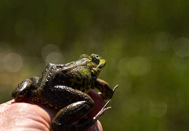 istock Green frog in a mans hand 637199666