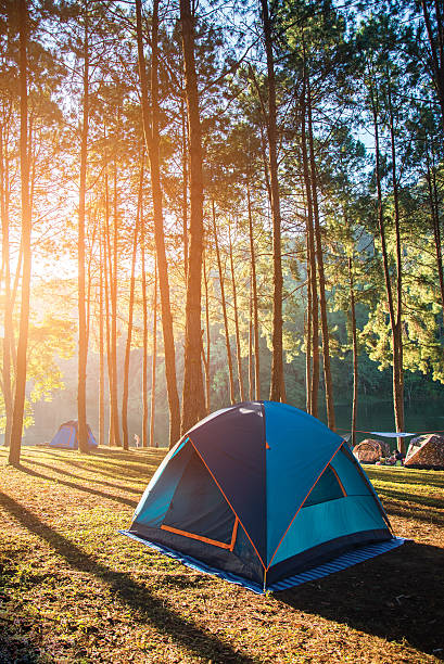 istock Camping and tent under the pine forest in sunset 637200376