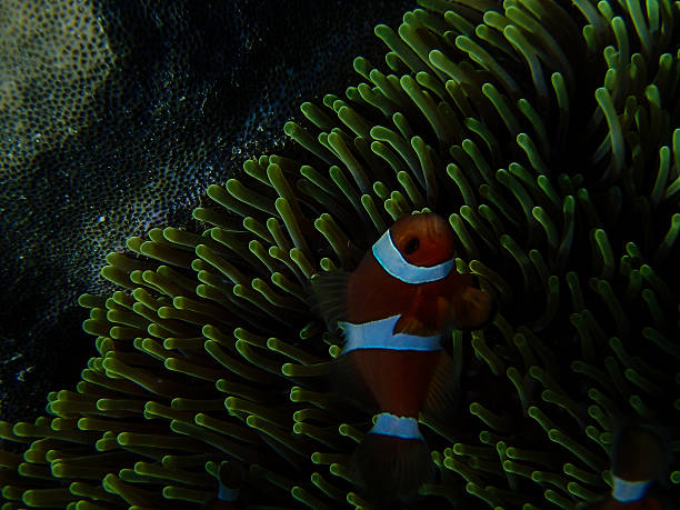 istock Beautiful colorful coral reef 637201250