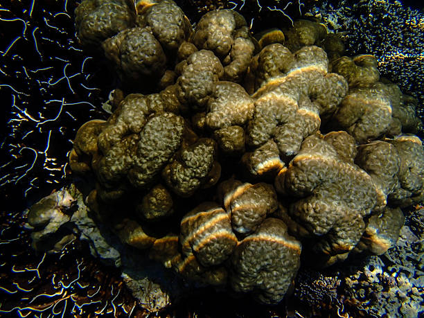 istock Beautiful colorful coral reef 637202318
