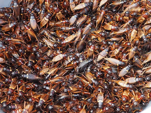 istock The group of cricket for sell. 637205220