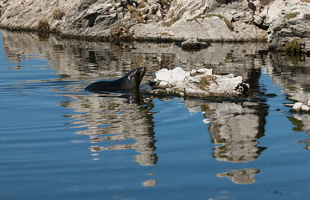 istock New Zealand coastal life 637206702