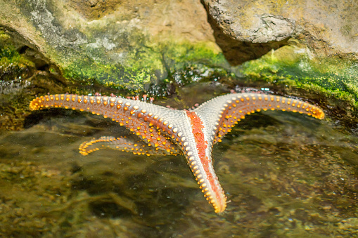 Starfish underwater picture