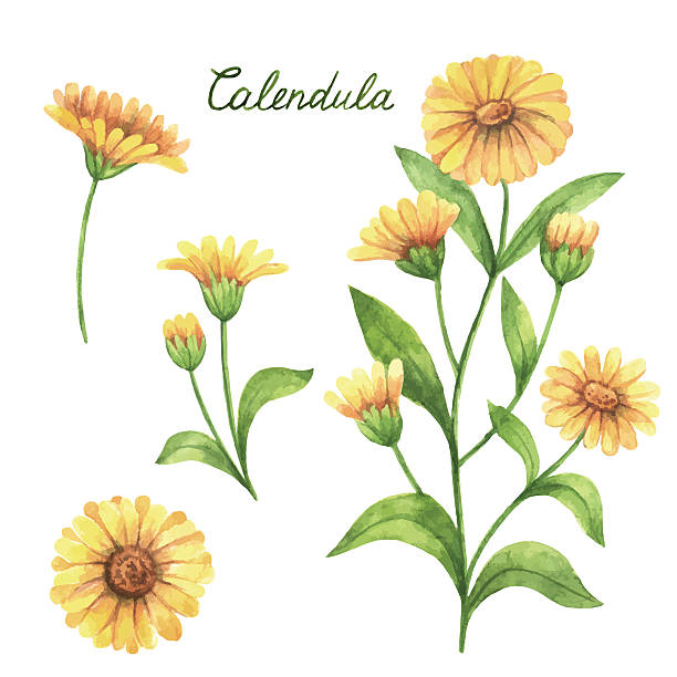 Hand drawn watercolor vector botanical illustration of calendula, marigold. Hand drawn watercolor vector botanical illustration of calendula, marigold. Healing Herbs for design Natural Cosmetics, aromatherapy, medicine, health products and homeopathy. field marigold stock illustrations