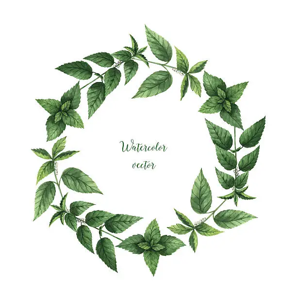 Vector illustration of Watercolor vector round frame of nettle.