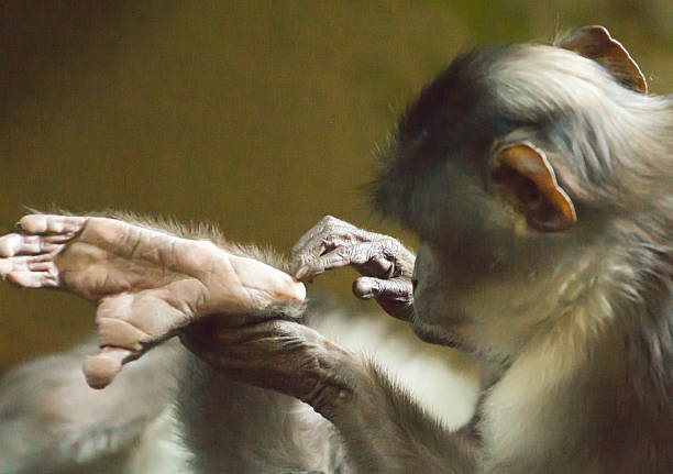 acicalamiento de monos macacos - beauty in nature day animal monkey fotografías e imágenes de stock