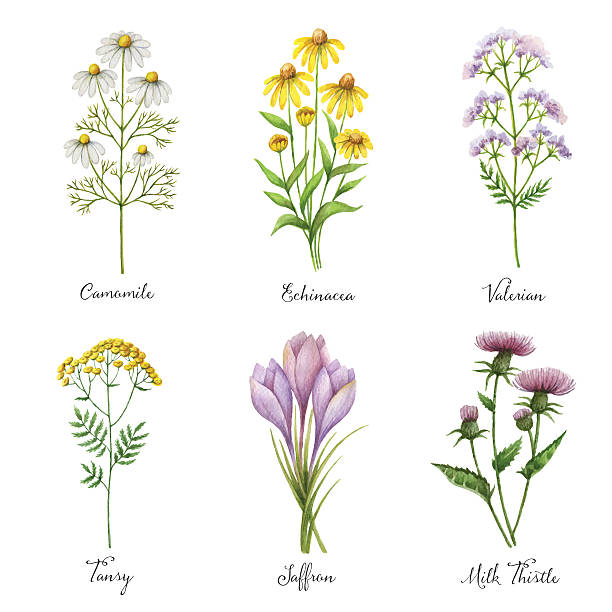 Watercolor hand painted vector set with medical herbs and plants. Watercolor hand painted vector set with medical herbs and plants. The perfect design for greeting card, medicine, packaging, kitchen decor, cosmetics, natural and organic products. chamomile plant stock illustrations